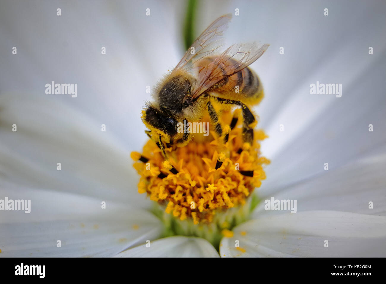 Macro d'une abeille recouvert de pollen sur une fleur de cosmos blanc Banque D'Images