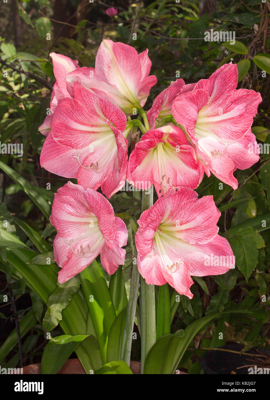 Groupe d'énormes fleurs roses striées de blanc de l'hippeastrum 'jenny' contre l'arrière-plan de feuillage vert foncé Banque D'Images