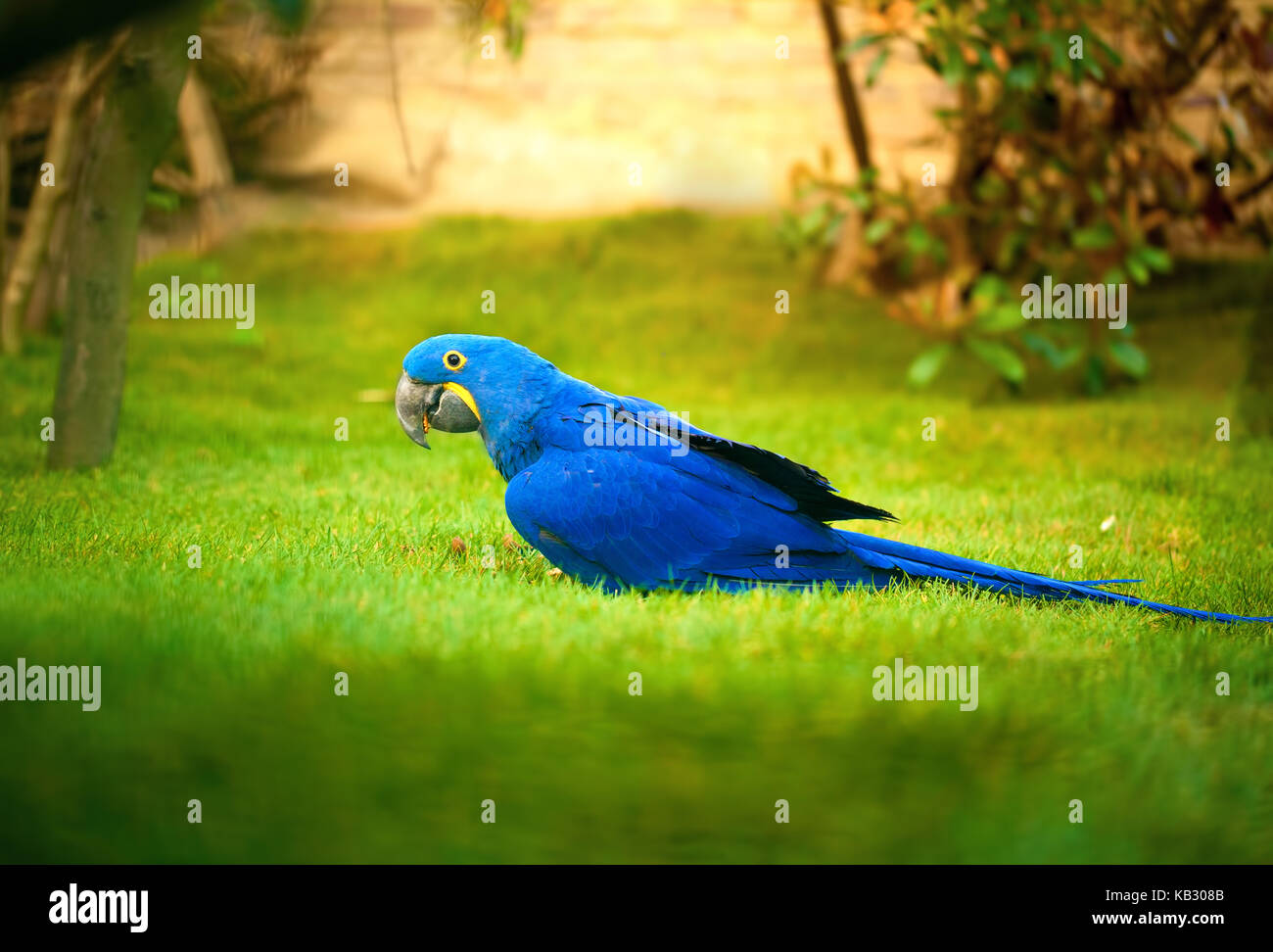 Colorful parrot (perroquet bleu) sur l'herbe Banque D'Images