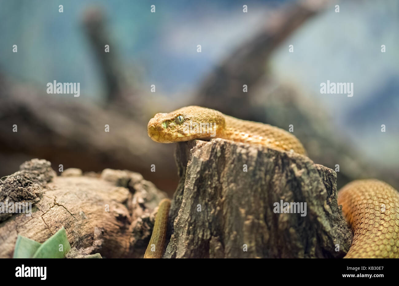 Le serpent rat japonais (Elaphe climacophora) est un serpent de taille moyenne Banque D'Images