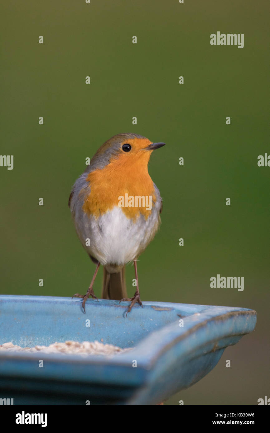 Robin sur jardin convoyeur, England, UK Banque D'Images