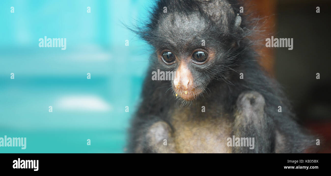 Bébé singe araignée équatorienne. Noms communs : Mono arana, maquisapa. Nom scientifique : Ateles anaconda Banque D'Images
