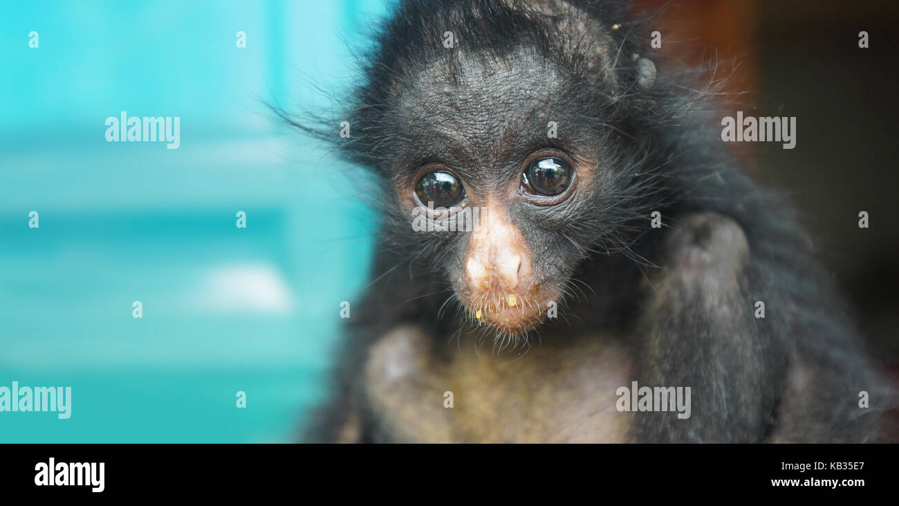 Bébé singe araignée équatorienne. Noms communs : Mono arana, maquisapa. Nom scientifique : Ateles anaconda Banque D'Images