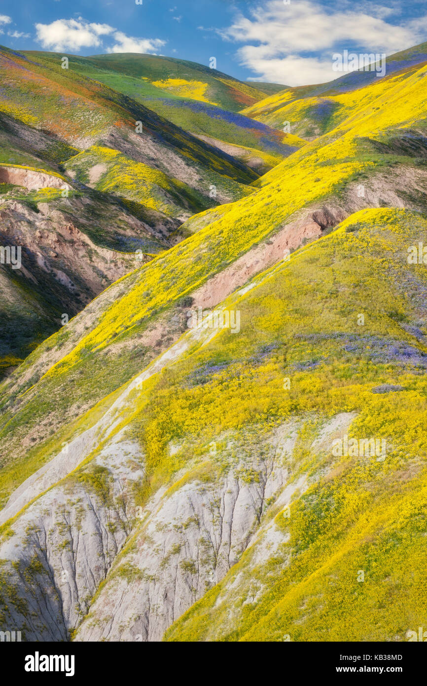 Floraison printanière de fleurs sauvages sur la gamme Temblor in California's Carrizo Plain National Monument. Banque D'Images
