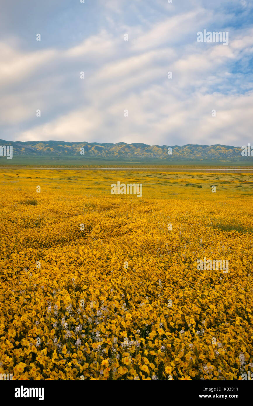 Tapis de marguerites à flanc du bassin du lac de soude et la gamme Temblor lors d'un super printemps bloom in California's Carrizo Plain National Monument. Banque D'Images