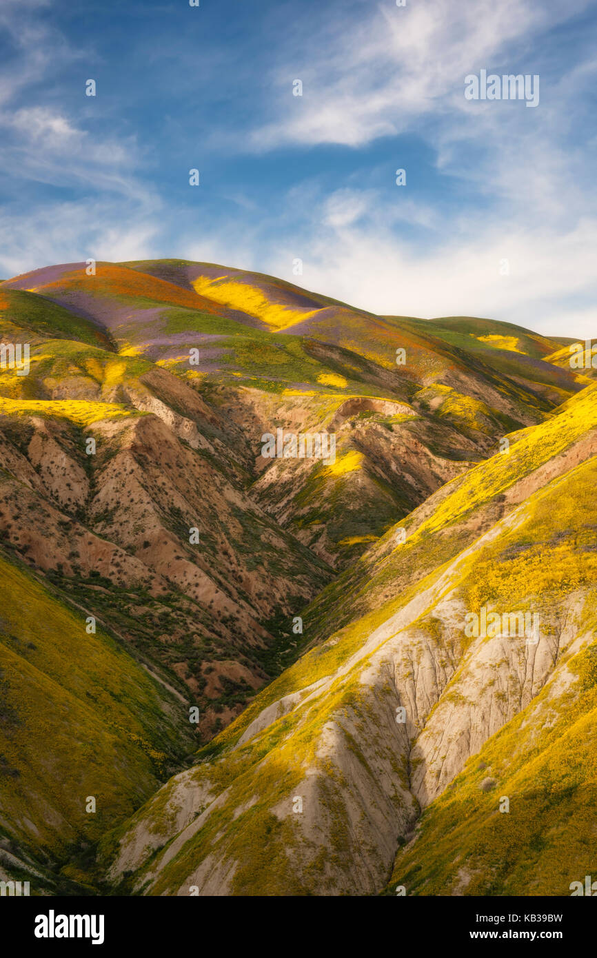 La floraison des fleurs sauvages super sur la gamme Temblor in California's Carrizo Plain National Monument. Banque D'Images