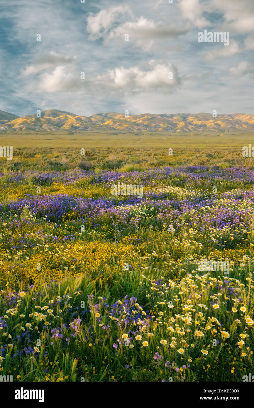 La floraison de fleurs sauvages au printemps Super le tapis et le bassin du lac de soude dans la gamme Temblor Carrizo Plain National Monument. Banque D'Images
