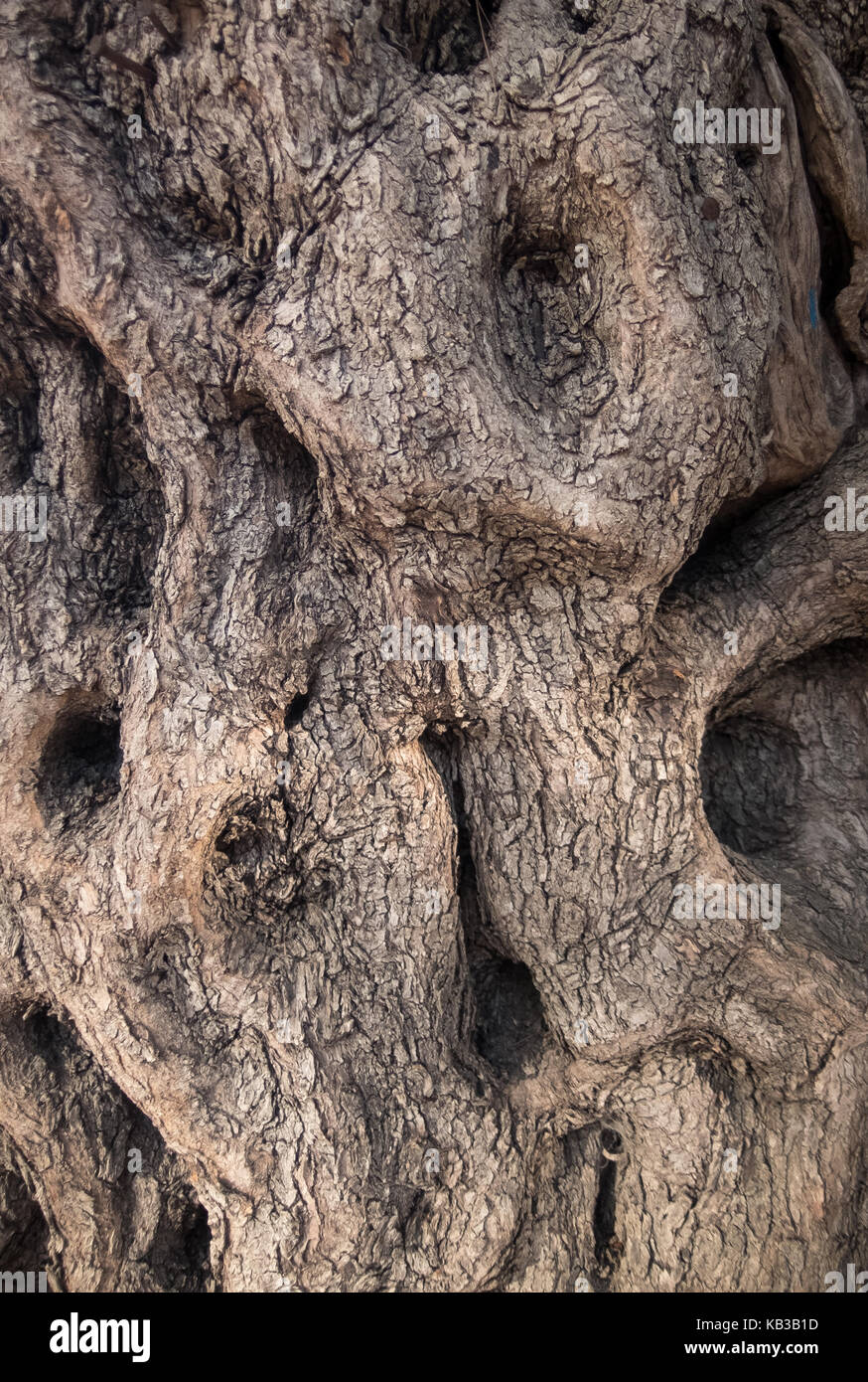 La surface du tronc de l'olivier. d'écorce de texture. Banque D'Images