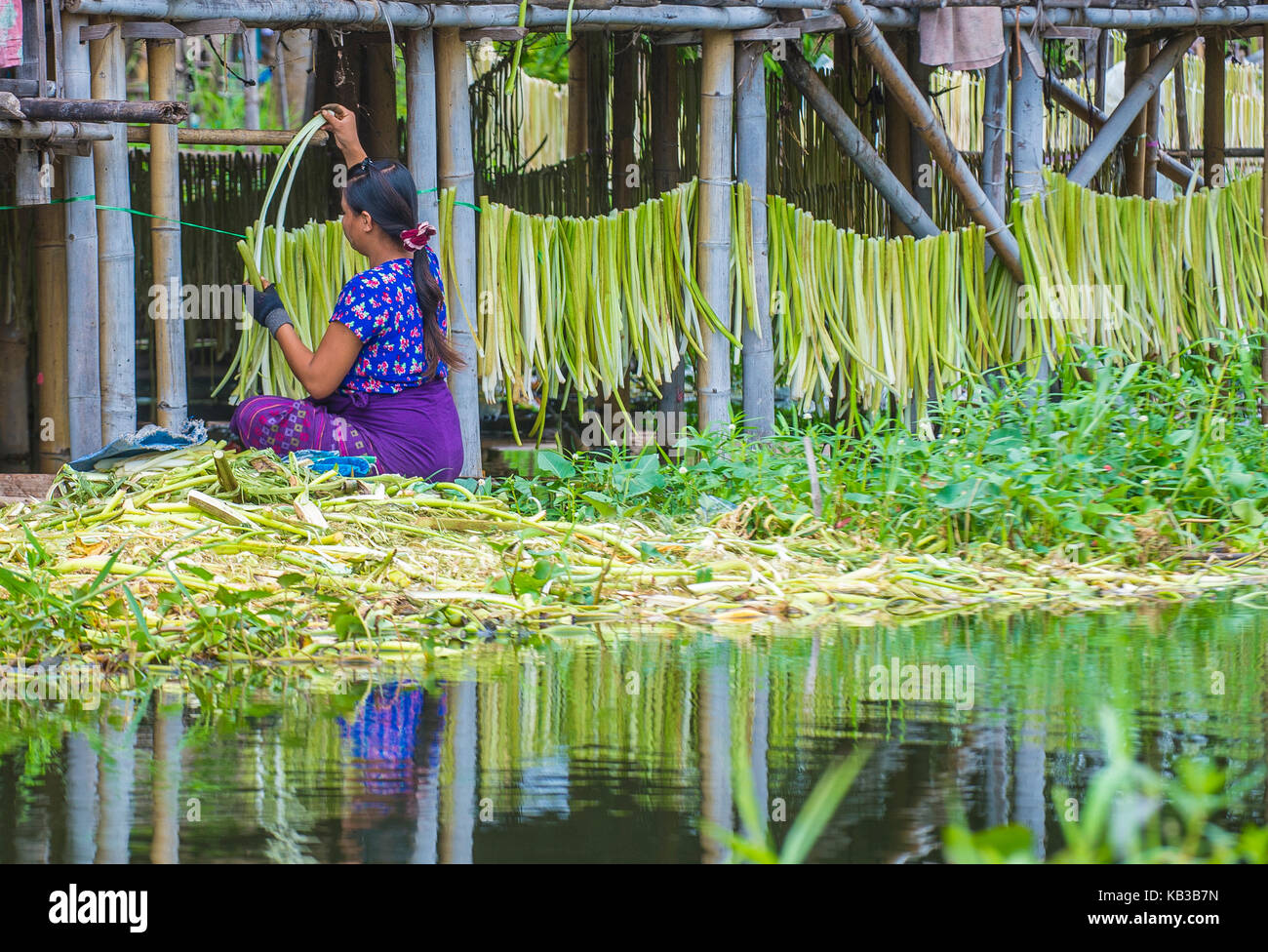 Femme ethnie Intha travaille à son jardin flottant dans le lac Inle au Myanmar Banque D'Images