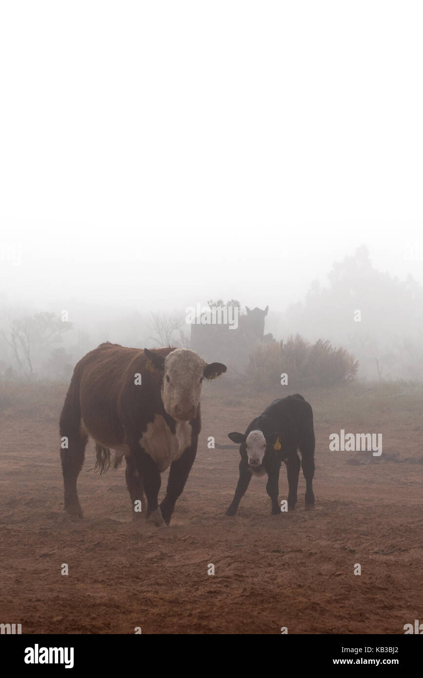 Les vaches sur un matin brumeux dans le sud de l'Utah. Banque D'Images