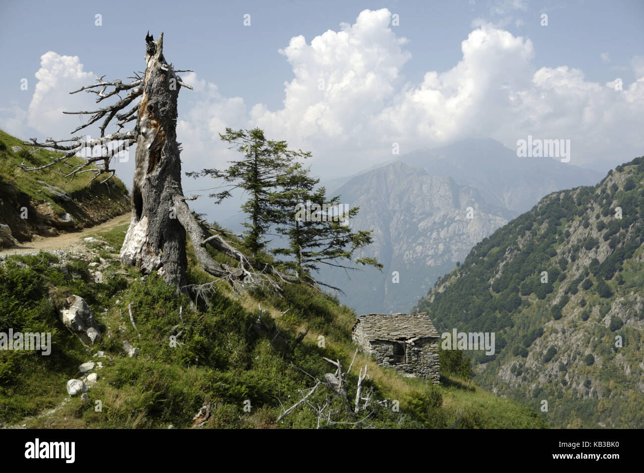 Paysage de montagne, arbre mort, hutte, Sondrio, Lombardie, Italie, Banque D'Images