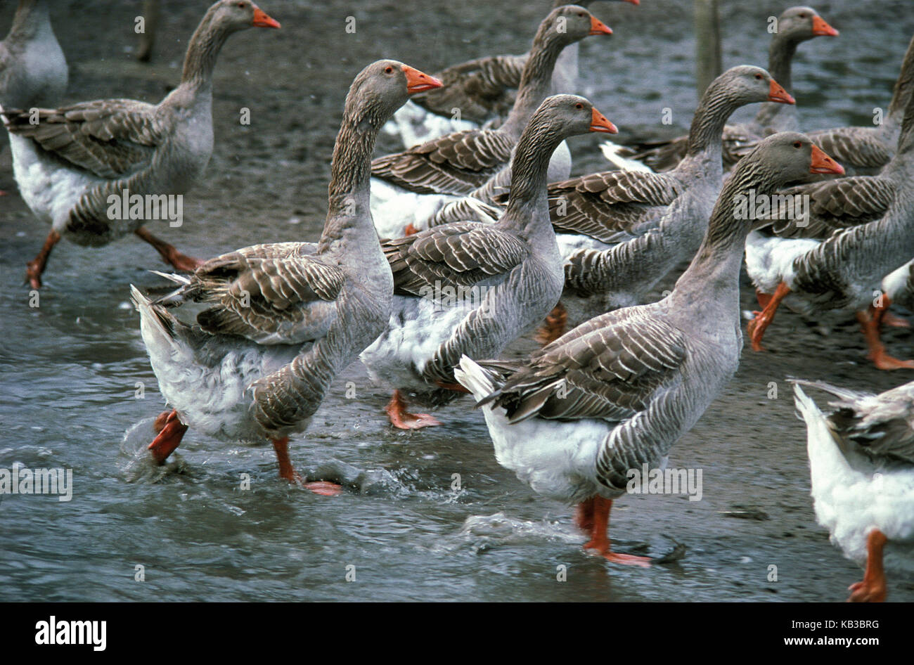 De Toulouser oies, poules de race à la production par le foie d'oie pie en France est élevé, Banque D'Images