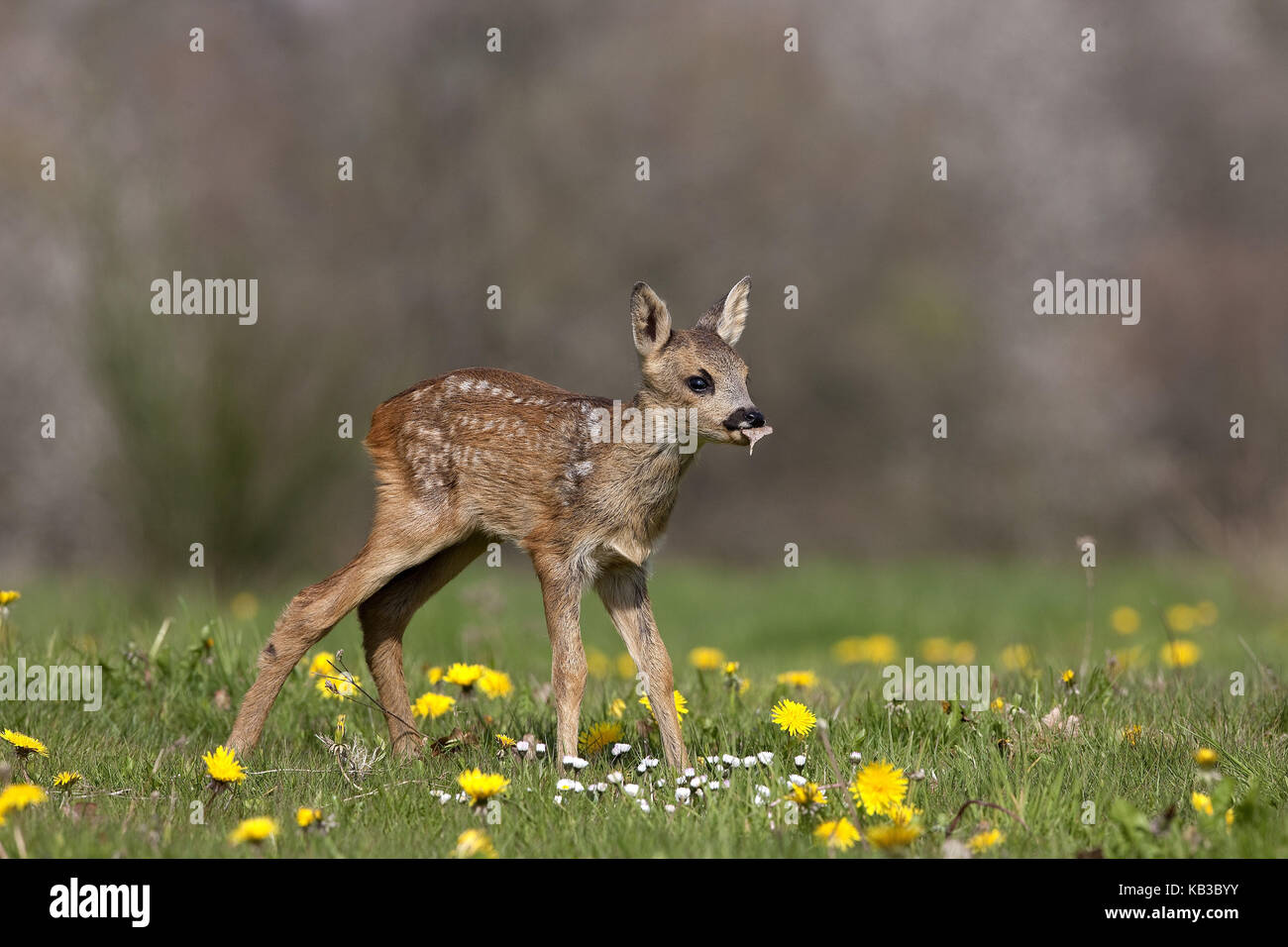 Fauve, Capreolus capreolus, violin Banque D'Images