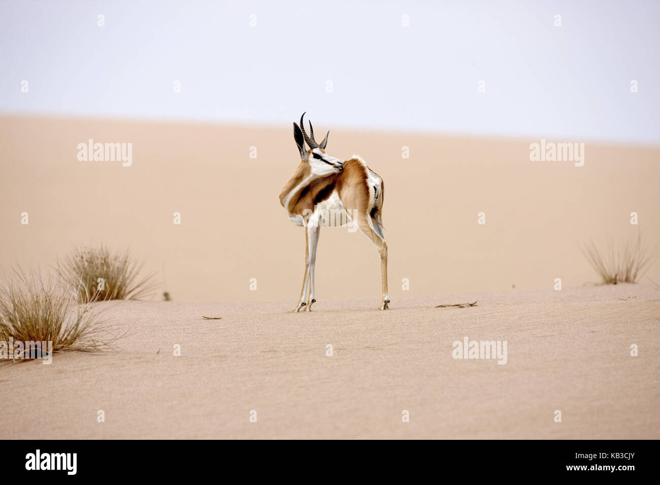 Antidorcas marsupialis, springbok, animal adulte, dunes de sable, désert du namib, Namibie, Banque D'Images