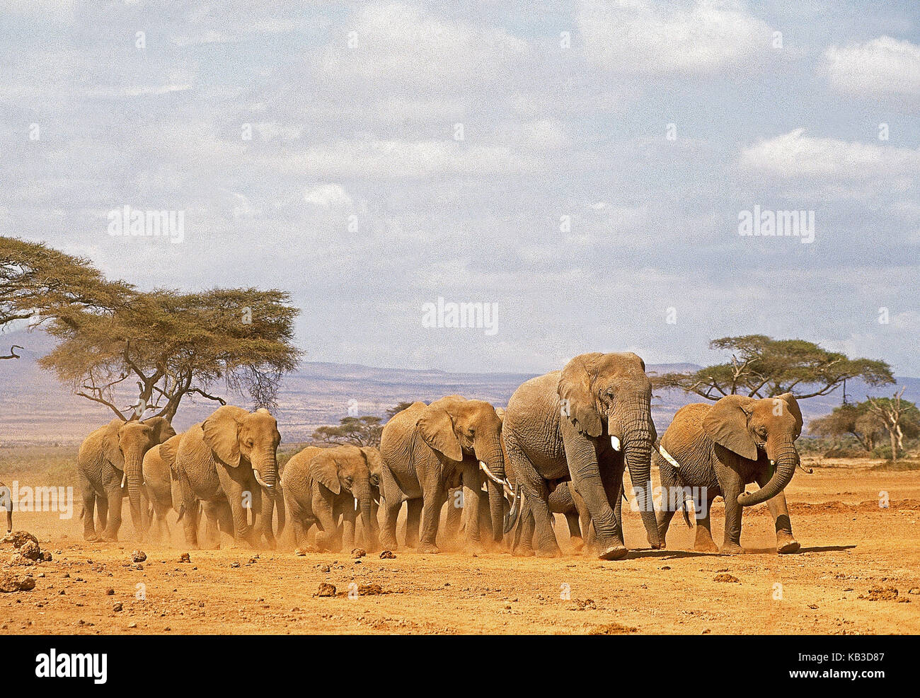 Les éléphants d'Afrique, Loxodonta africana, se concentre dans le parc de samburu au Kenya, Banque D'Images