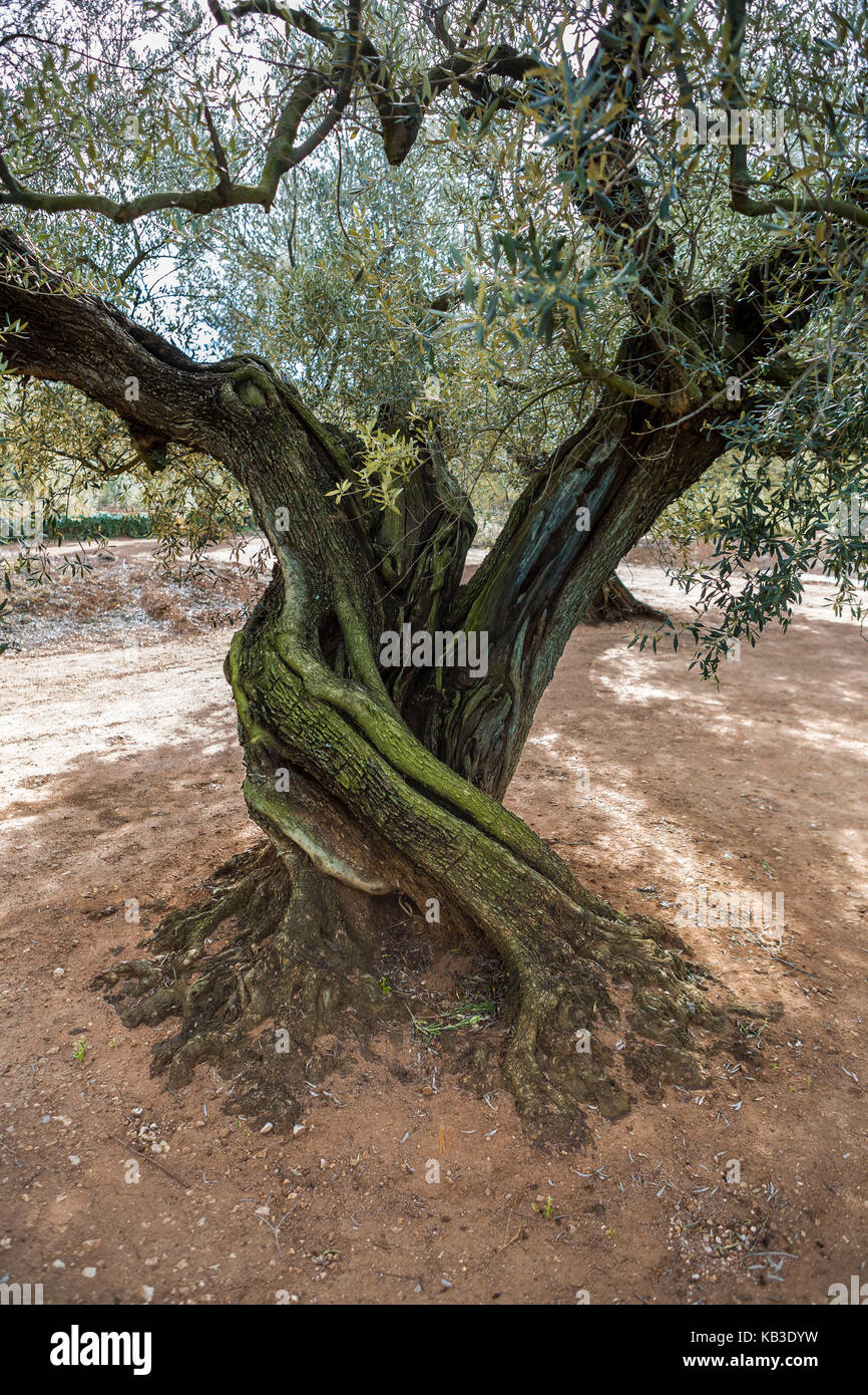 L'Espagne, la Catalogne, ulldecona, vieil olivier Banque D'Images