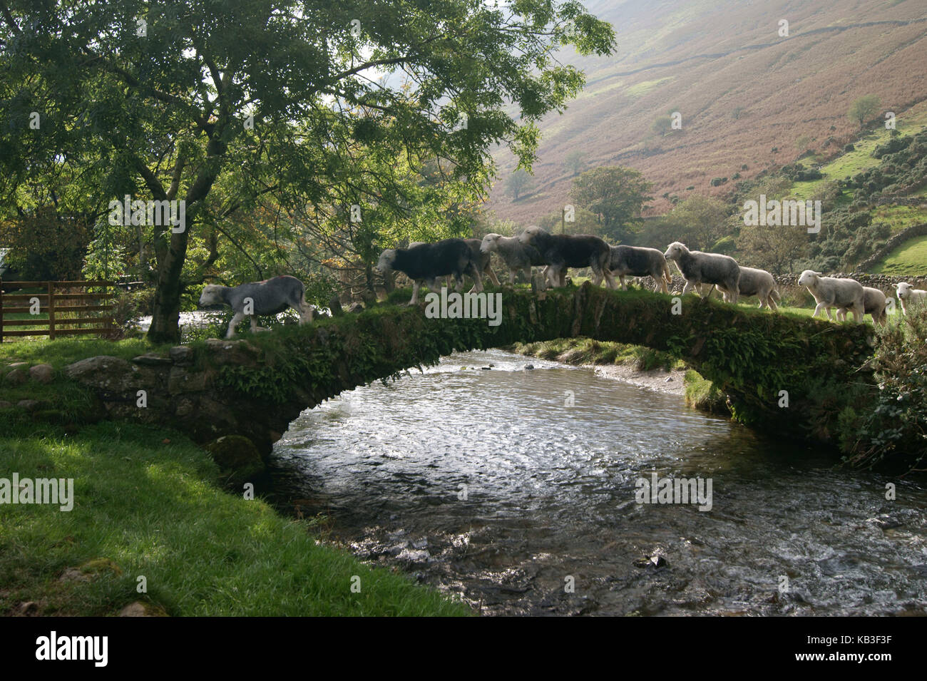 Moutons Herdwick sur pont à cheval Banque D'Images