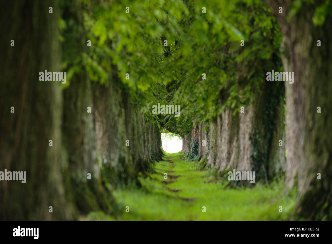 Les marronniers, avenue du parc, Banque D'Images