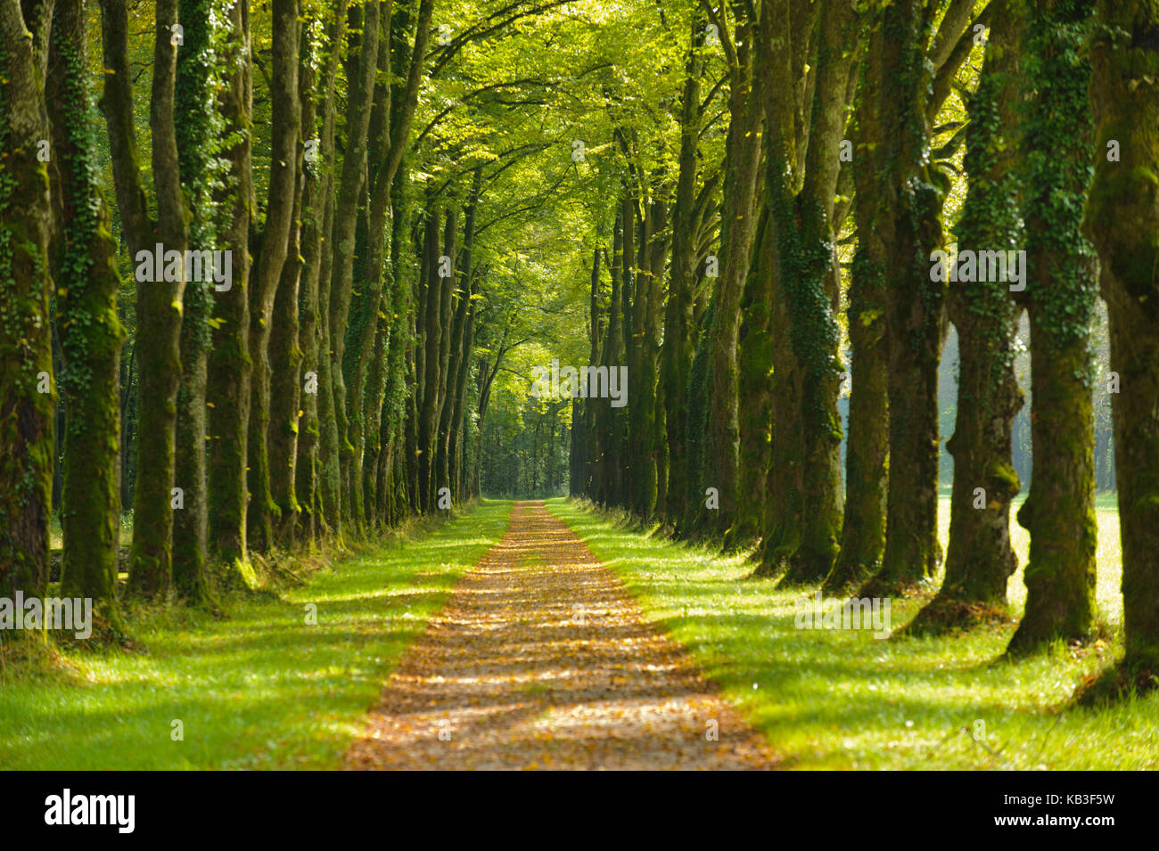 Arbres, avenue du parc, Banque D'Images