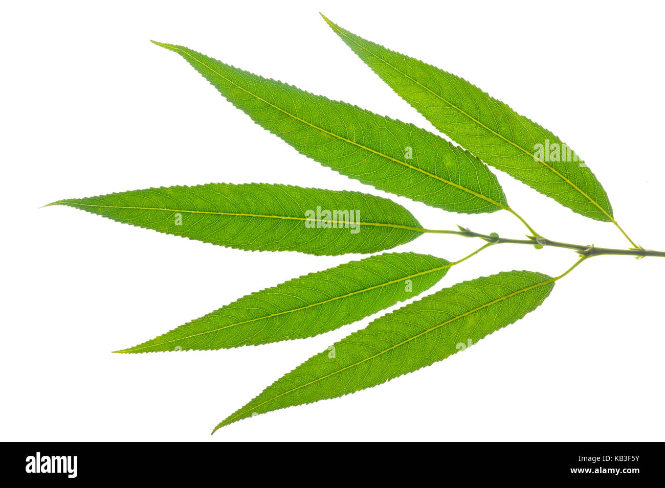 Feuille d'un saule Banque D'Images