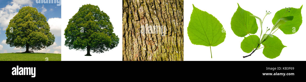 La composition, tilleul, arbre, l'écorce et les feuilles, Banque D'Images