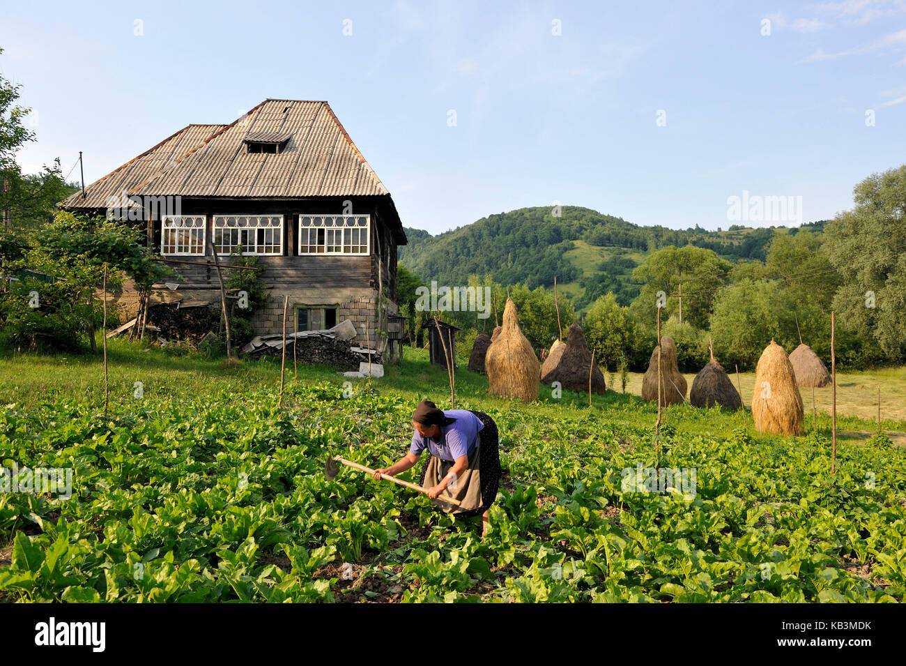 Roumanie, le Maramures, région des montagnes Carpates, vallée de l'iza, village de slatioara Banque D'Images