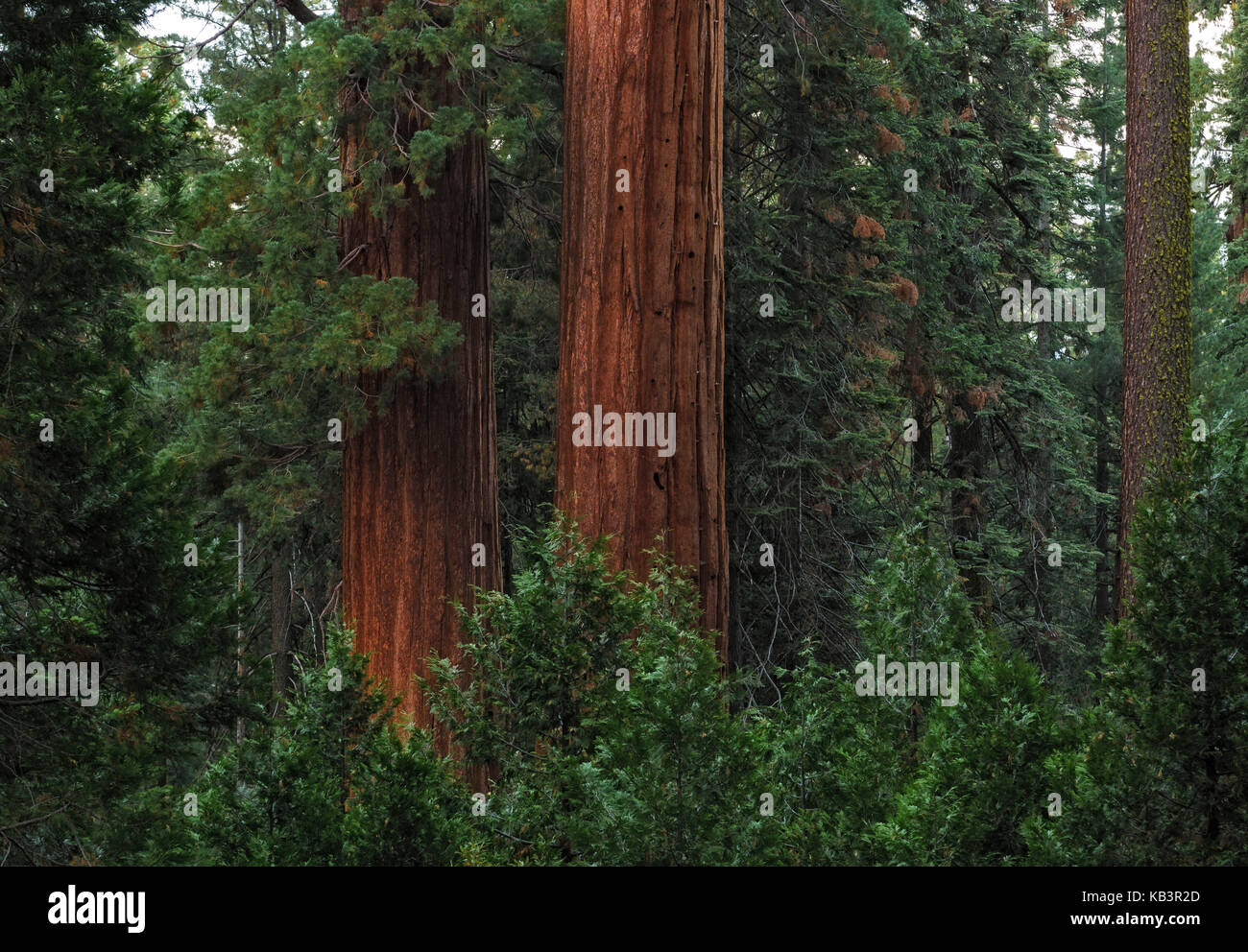 Bois rouge géant dans la région de Kings Canyon National Park, California, USA Banque D'Images