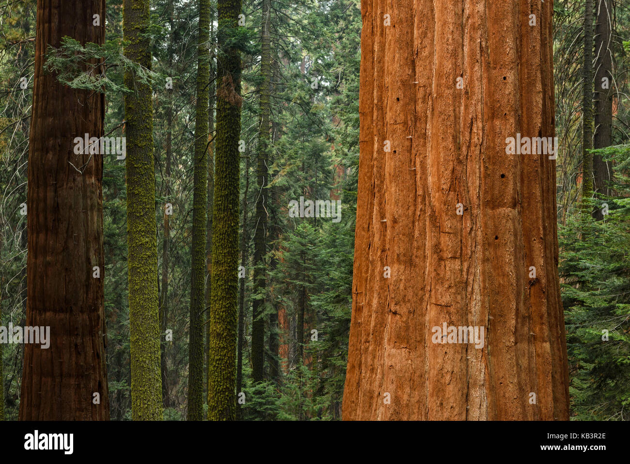 Bois rouge géant dans la région de Kings Canyon National Park, California, USA Banque D'Images