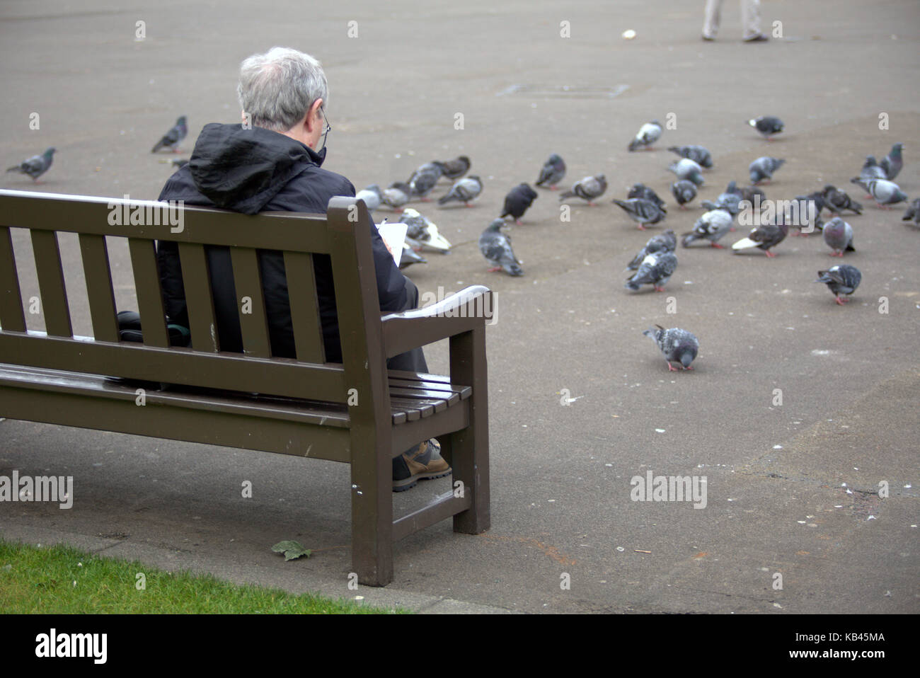 Vieux mâle homme personne reading paper hauts pigeons assis sur un banc, George square Glasgow Banque D'Images
