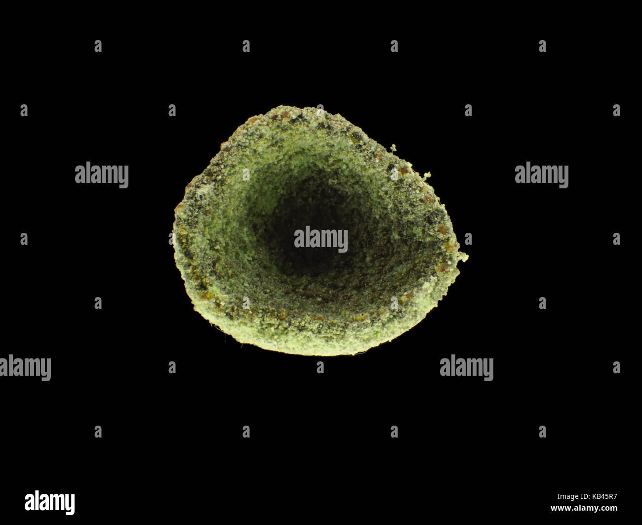 La lumière réfléchie d'une micrographie lichen Cladonia sp., vue de haut en bas, tasse diamètre est d'environ 3mm Banque D'Images