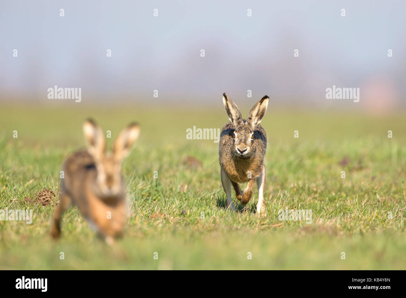 Lièvre d'Europe (Lepus europaeus) Deux hommes chassant dans la pelouse, les Pays-Bas, Zuid-holland, meerkerk Banque D'Images