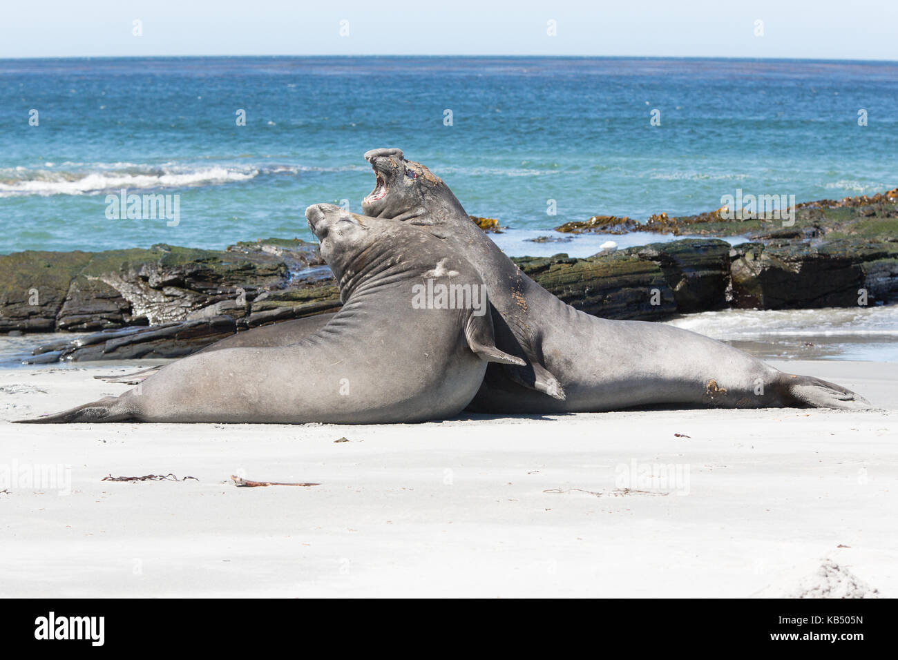 Éléphants de mer (Mirounga leonina) les jeunes et la lutte contre l'affichage de la dominance sur une plage, îles Falkland Island, l'île de sea lion Banque D'Images