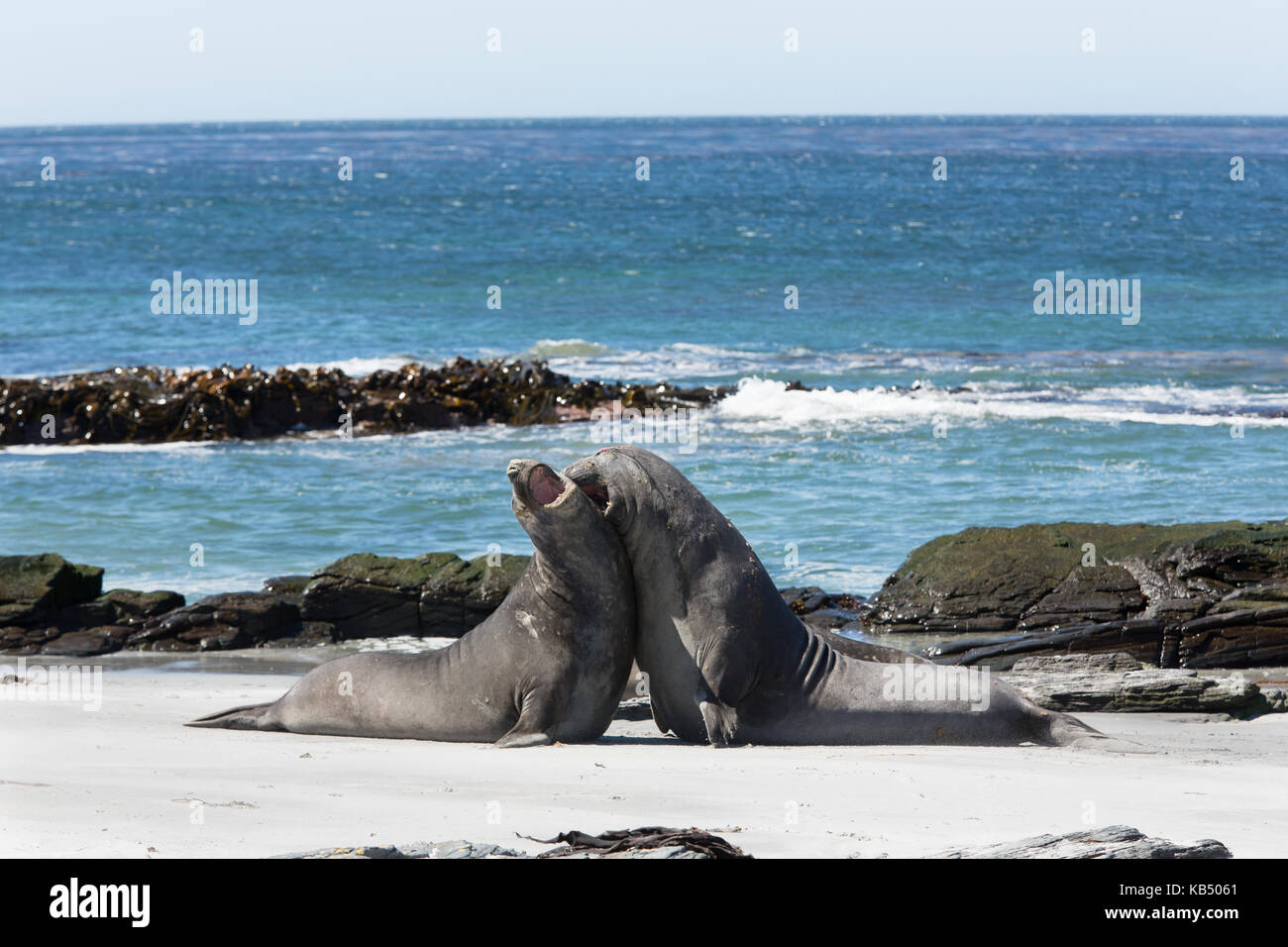 Éléphants de mer (Mirounga leonina) jeunes affichage et la lutte pour la dominance sur plage, des îles Malouines, l'île de sea lion Banque D'Images