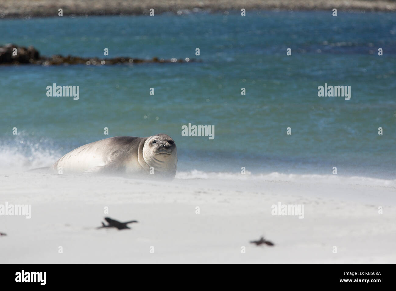 Éléphants de mer (Mirounga leonina) jeunes reposant sur plage, des îles Malouines, l'île de sea lion Banque D'Images