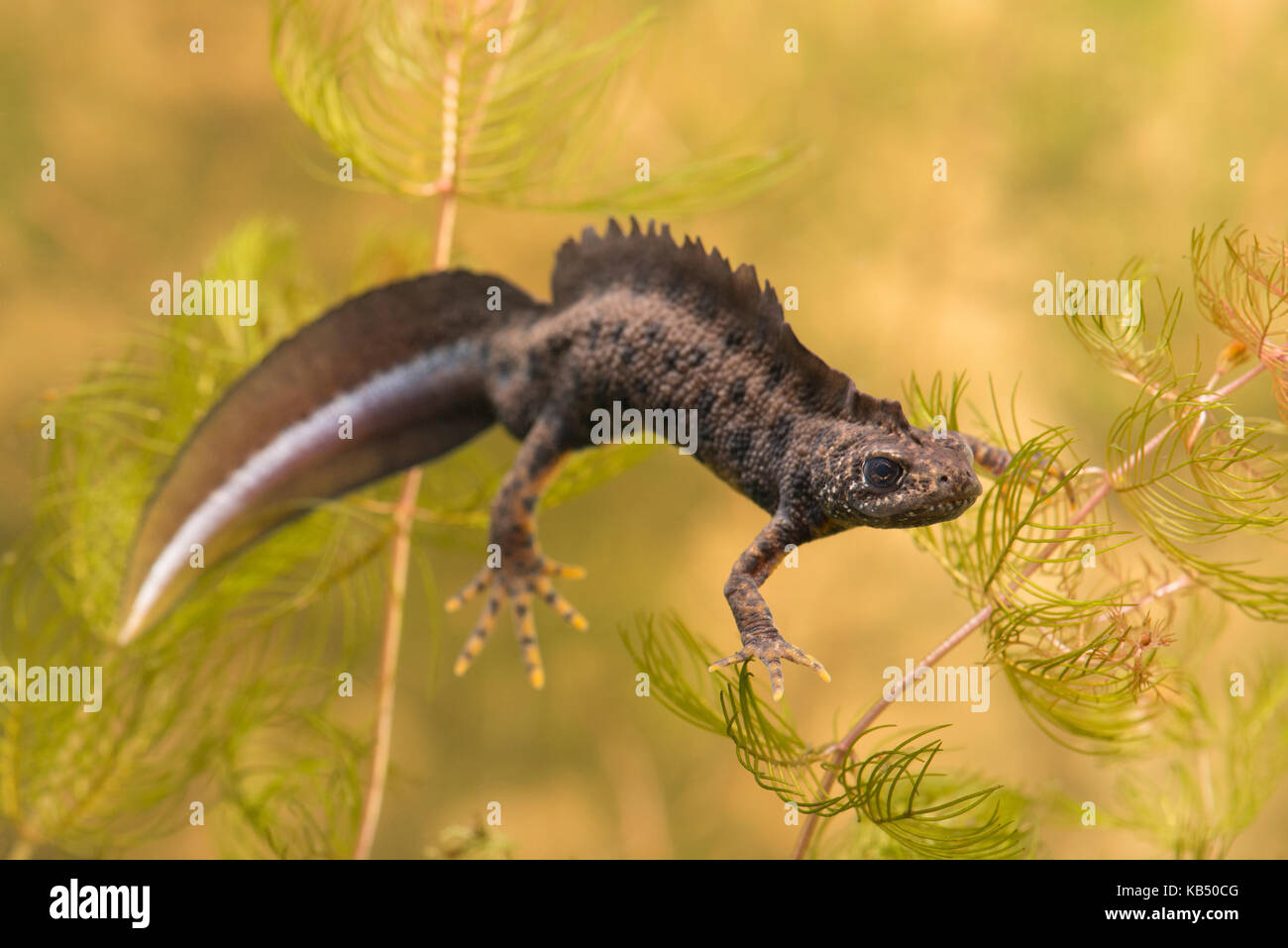 Triton crêté italien (Triturus carnifex) masculin natation, les Pays-Bas, Gueldre, Apeldoorn Banque D'Images