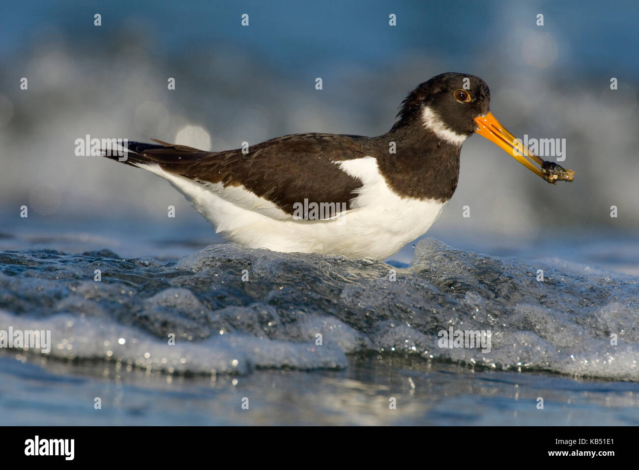 Eurasian oystercatcher (Haematopus ostralegus) dans le surf avec un moule, Den Helder, aux Pays-Bas Banque D'Images