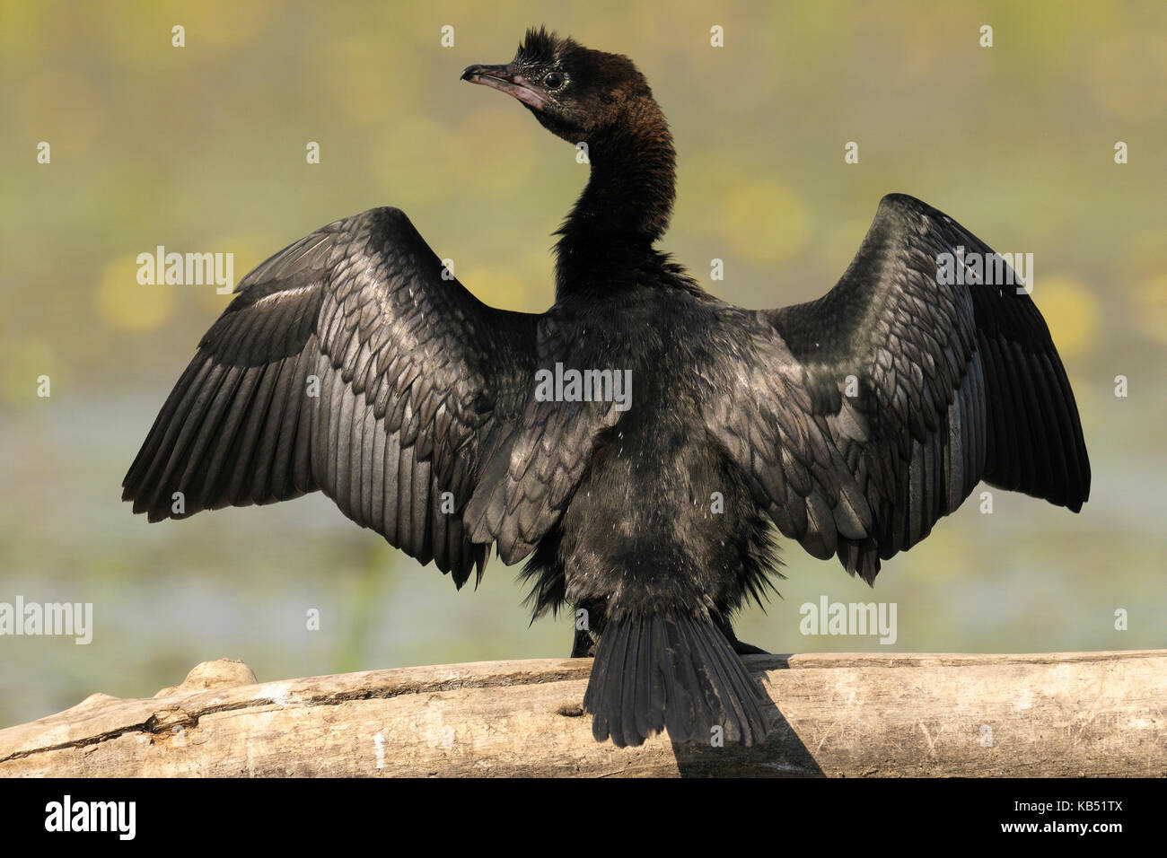 Cormoran pygmée (Turdus pygmeus) sécher ses ailes, Hongrie Banque D'Images