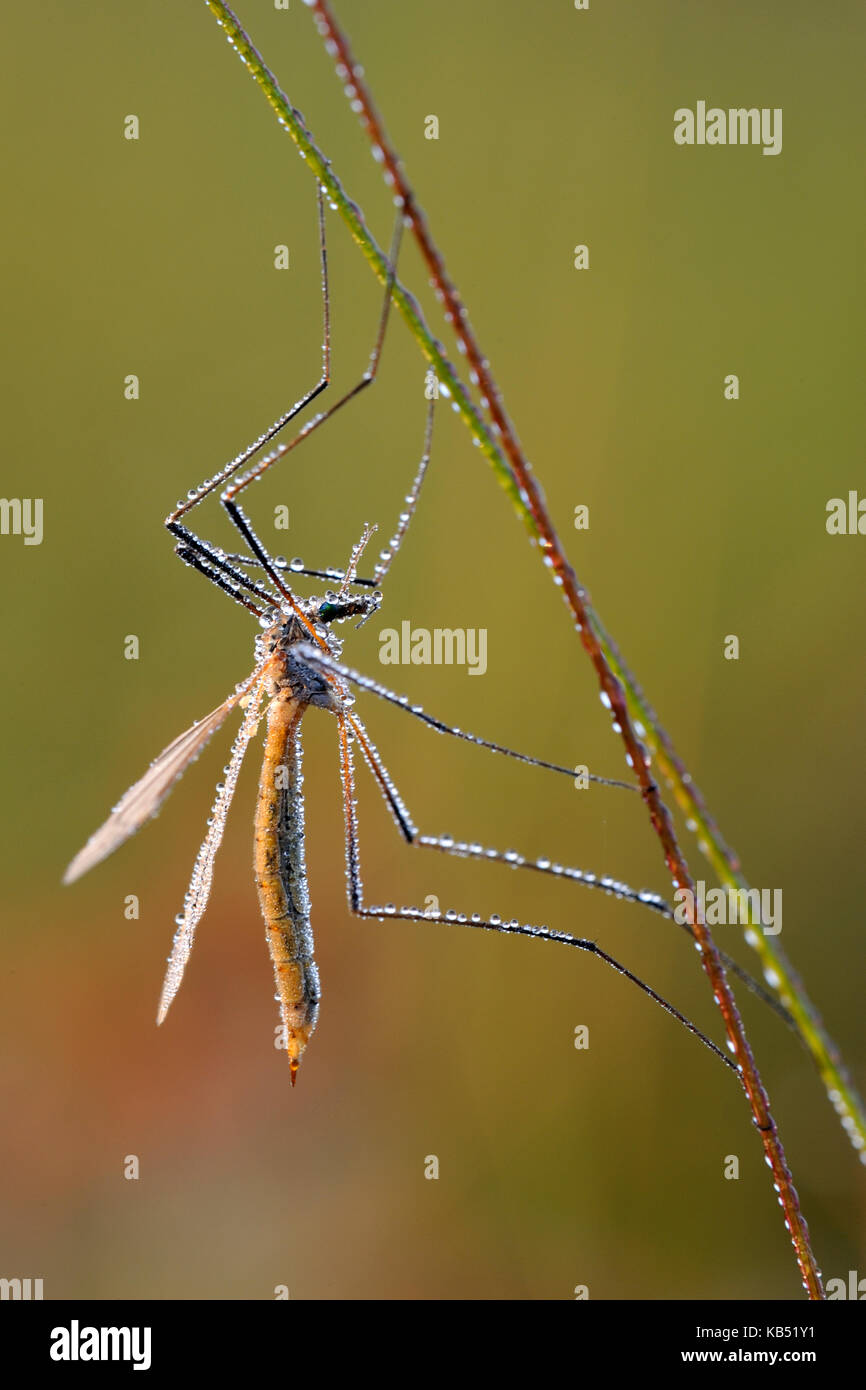 Tipule (tipula sp), l'EPE, Gueldre, Pays-Bas Banque D'Images