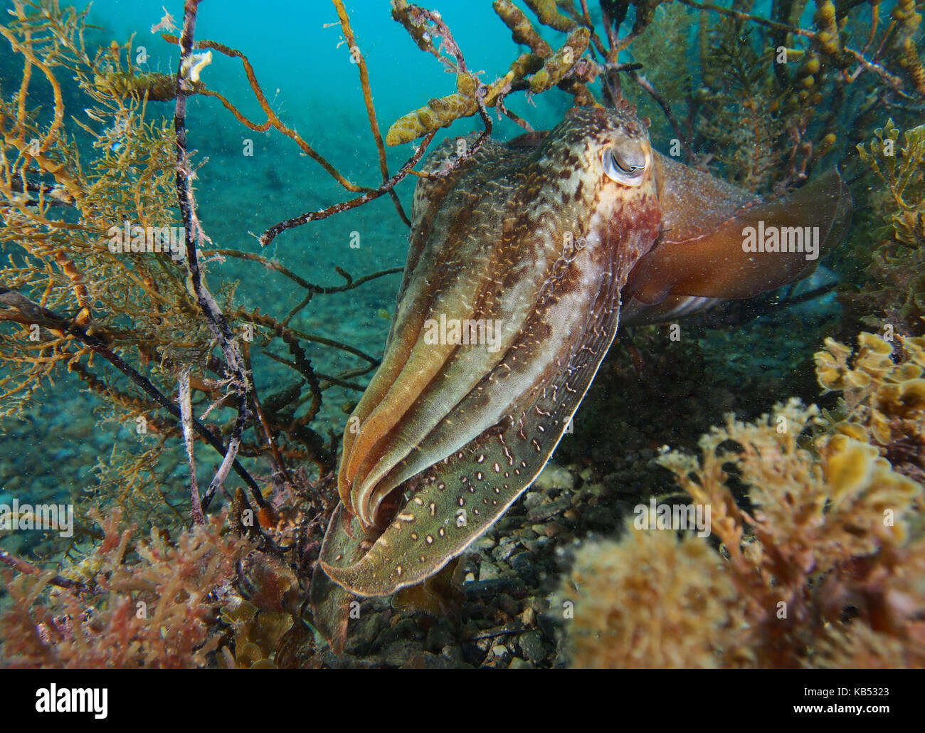 Seiches (Sepia apama australienne) à se cacher dans l'herbe, l'Australie, l'Australie du Sud, rapide, yankalilla bay jetty Banque D'Images