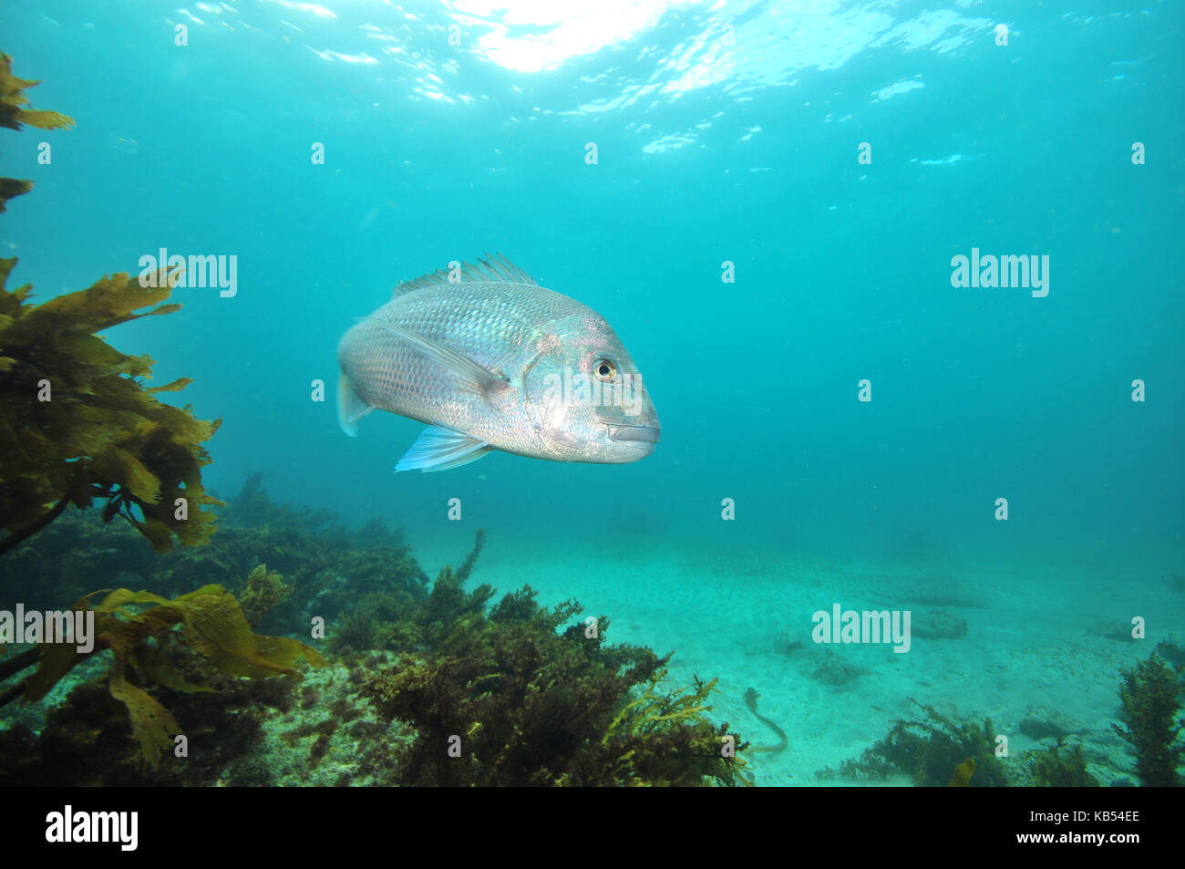 Grand australasian snapper Pagrus auratus tournant en face de la caméra. Banque D'Images