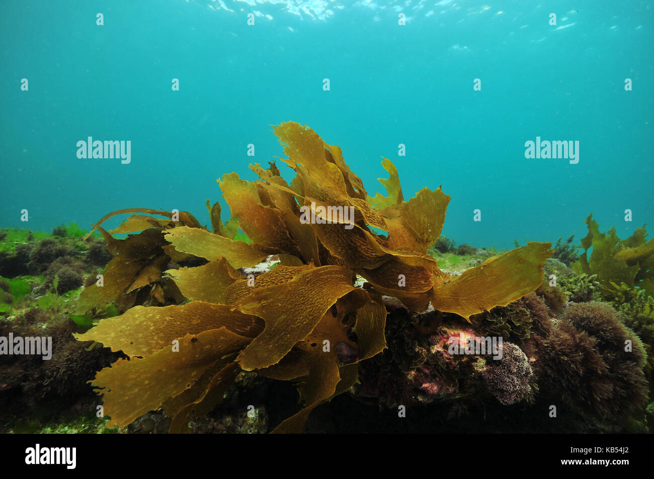 Petites frondes de varech brun ecklonia radiata sur rocher plat recouvert d'algues court. Banque D'Images