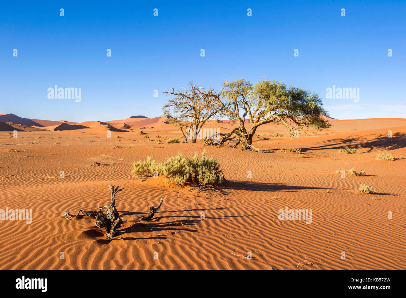 Hardap namibie, désert du Namib, le Namib-naukluft, parc national, les dunes de Sossusvlei Banque D'Images