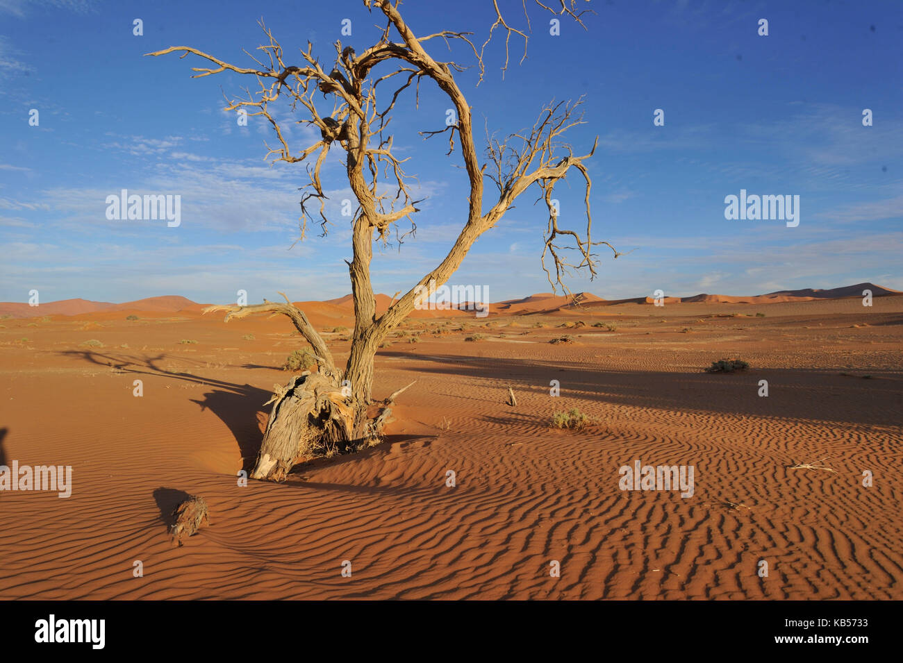 Hardap namibie, désert du Namib, le Namib-naukluft, parc national, les dunes de Sossusvlei Banque D'Images