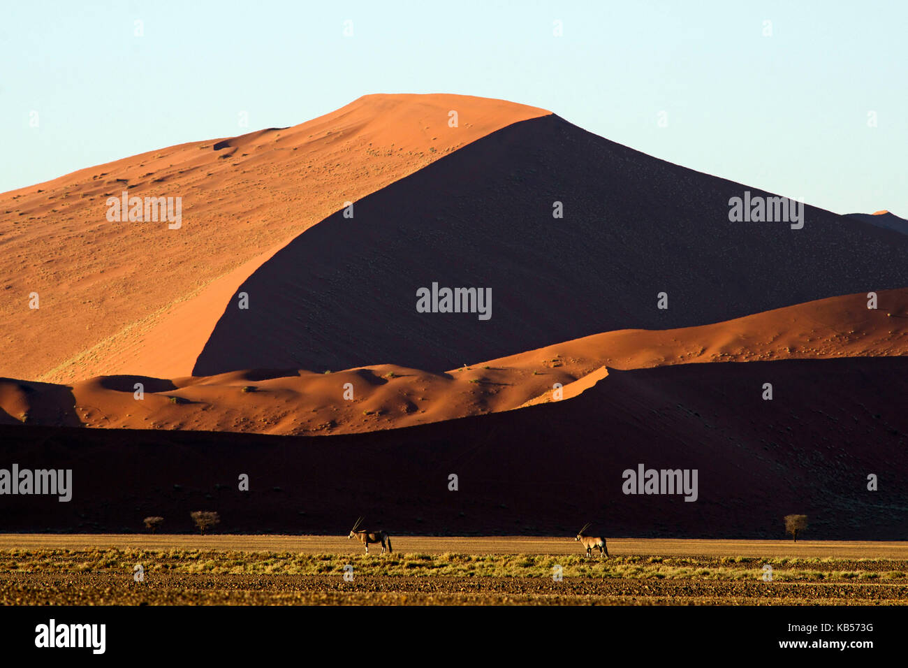 Hardap namibie, désert du Namib, le Namib-naukluft, parc national, les dunes de Sossusvlei, gemsbok (Oryx gazella) Banque D'Images