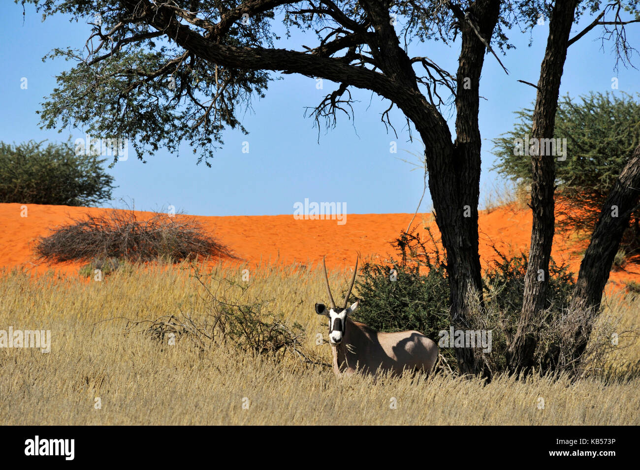 La Namibie, désert du Kalahari, intu africa Kalahari Game Reserve, gemsbok (Oryx gazella) Banque D'Images