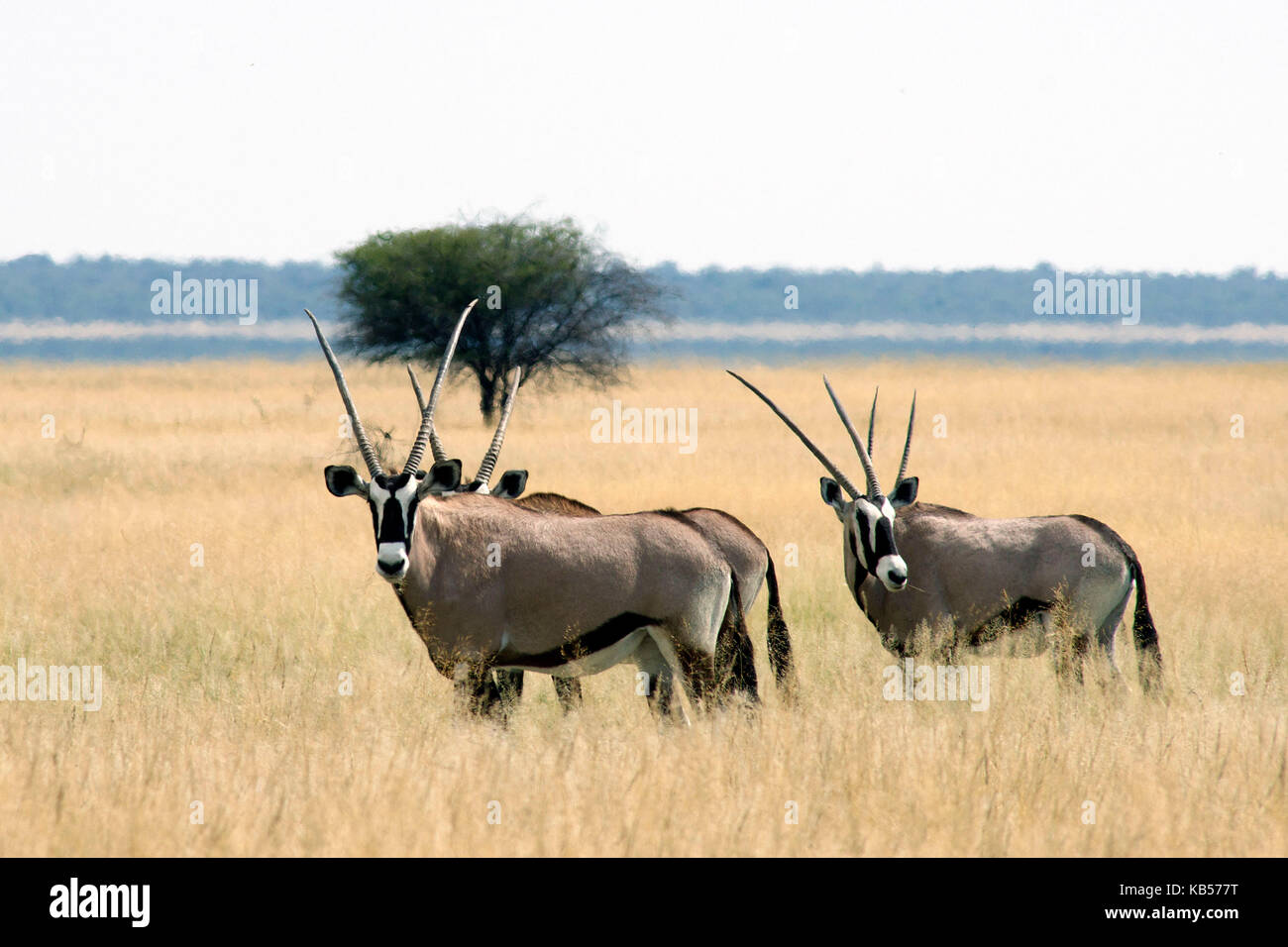 La Namibie, Kunene, Etosha National Park, gemsbok (Oryx gazella) Banque D'Images