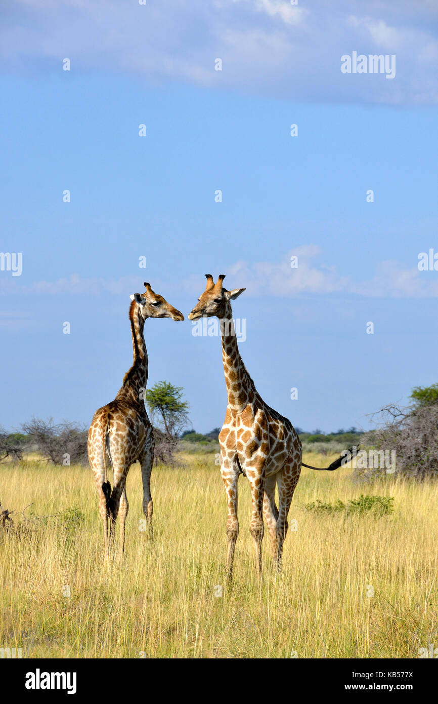 Namibie, Kunene, Parc National d'Etosha, girafe (Camelopardus) Banque D'Images