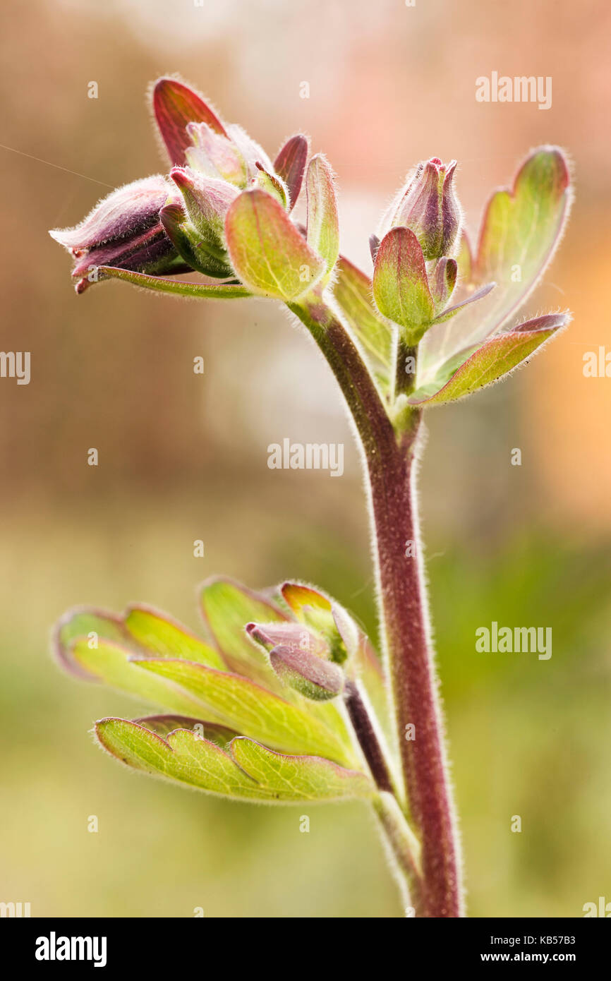 Aquilegia vulgaris 'Black hybride de Barlow' dans le bourgeon, printemps Banque D'Images