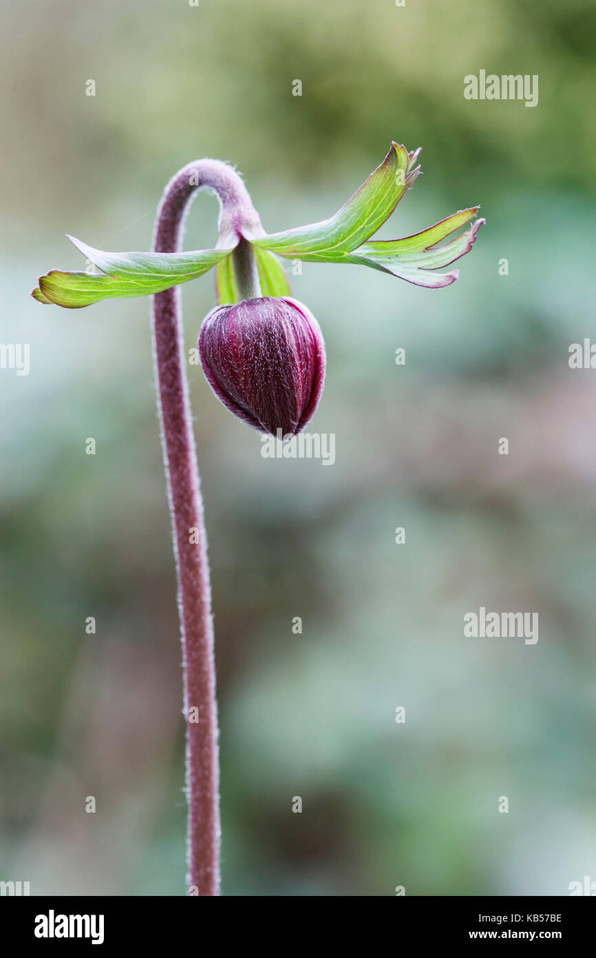 Anémone de pavot, Bud, medium close-up Banque D'Images