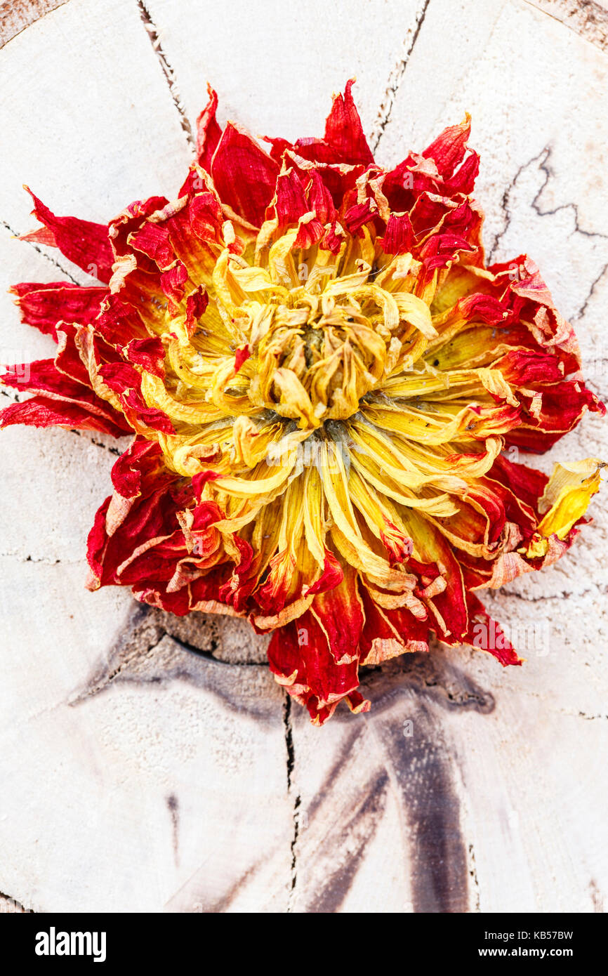 Still Life, dahlia, fleurs fanées, Evanescence, Banque D'Images